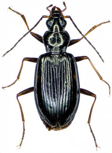 Bembidion longipes